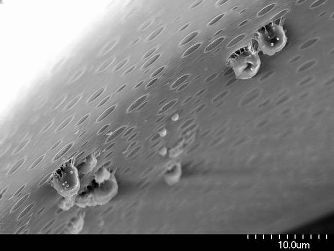 White Blood Cells on Surface